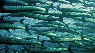 Is Mercury in Fish Bad for You?